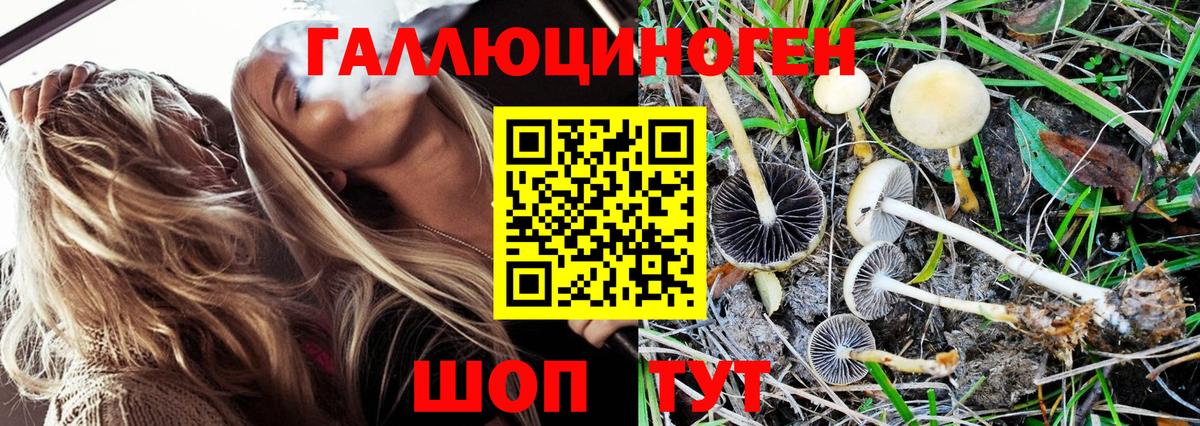 Галлюциногенные грибы Psilocybine cubensis Кохма